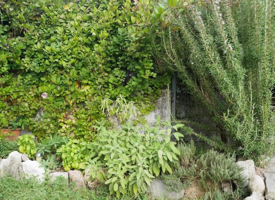 La Tua Villa Sul Lago - Casa Kollegger ルイーノ エクステリア 写真